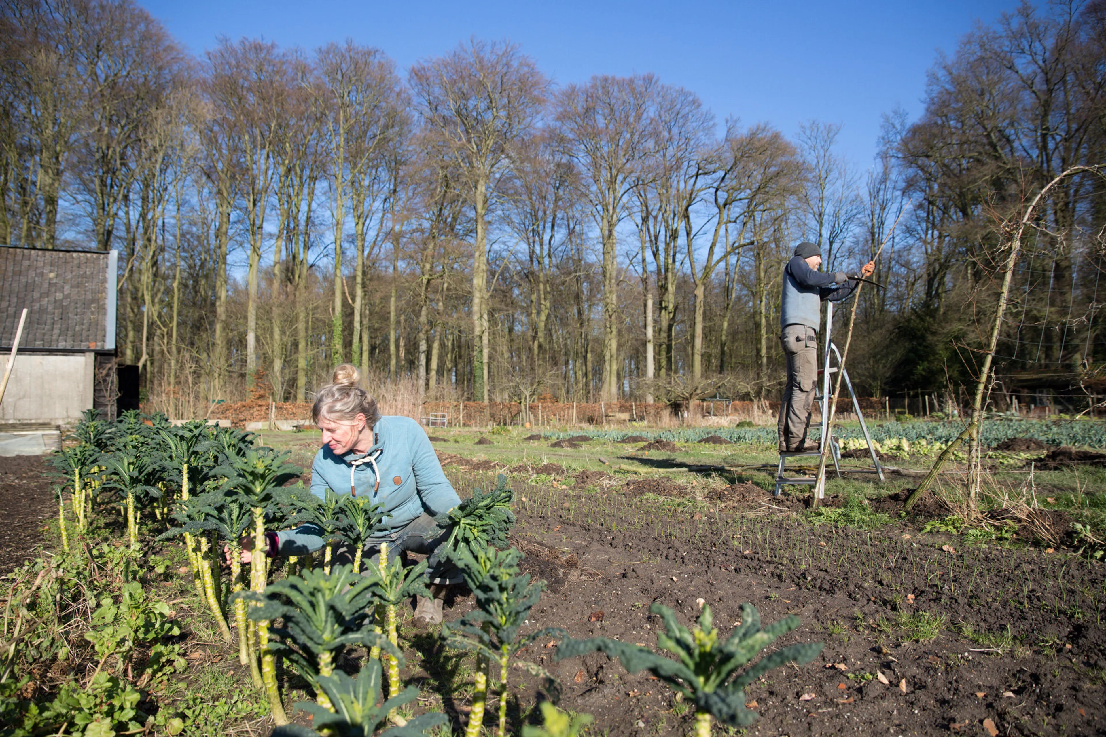 Vrouw tuiniert in biologische moestuin. Biologische landbouw versus gangbare landbouw.