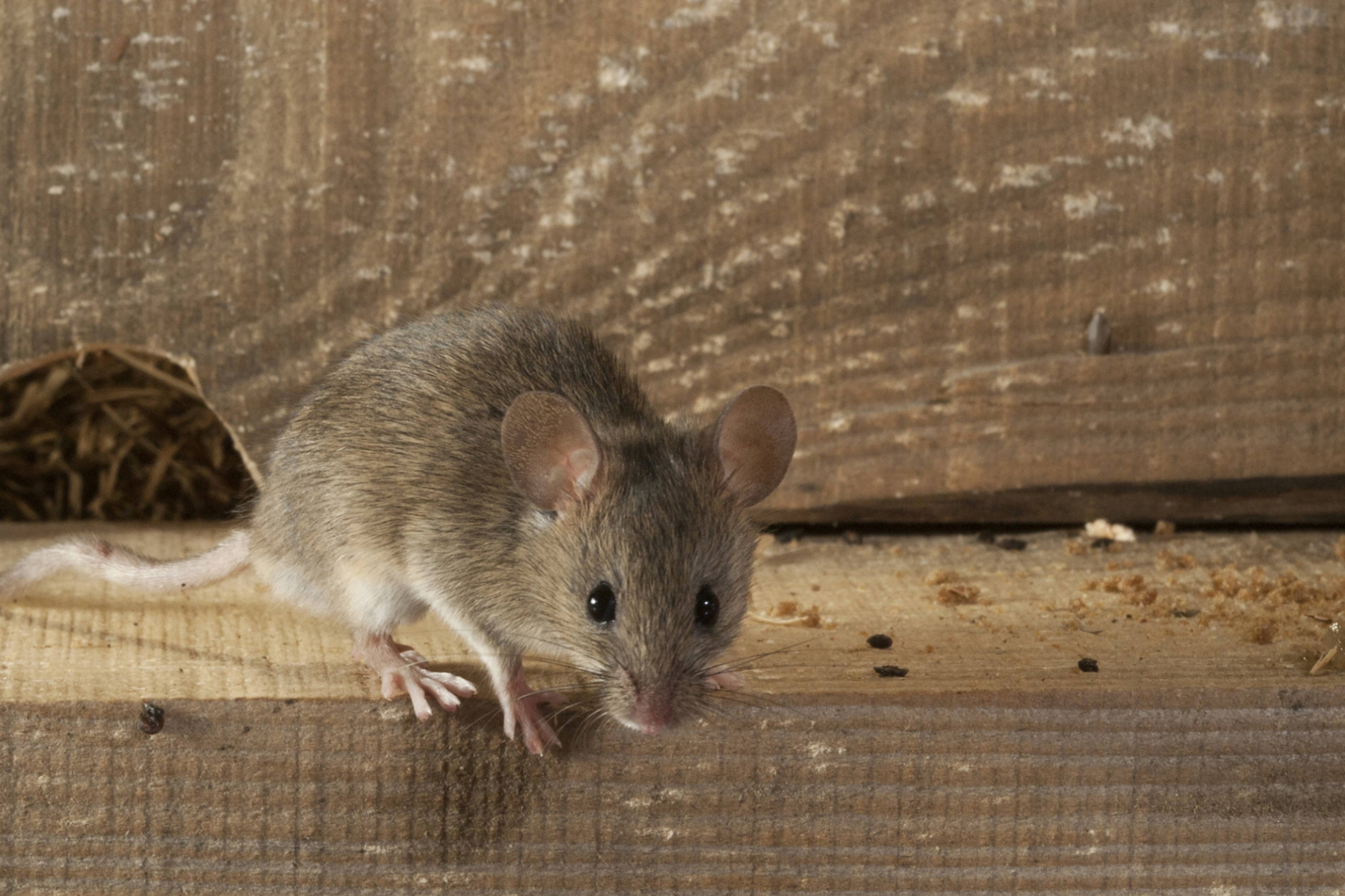 Muis op een houten balk