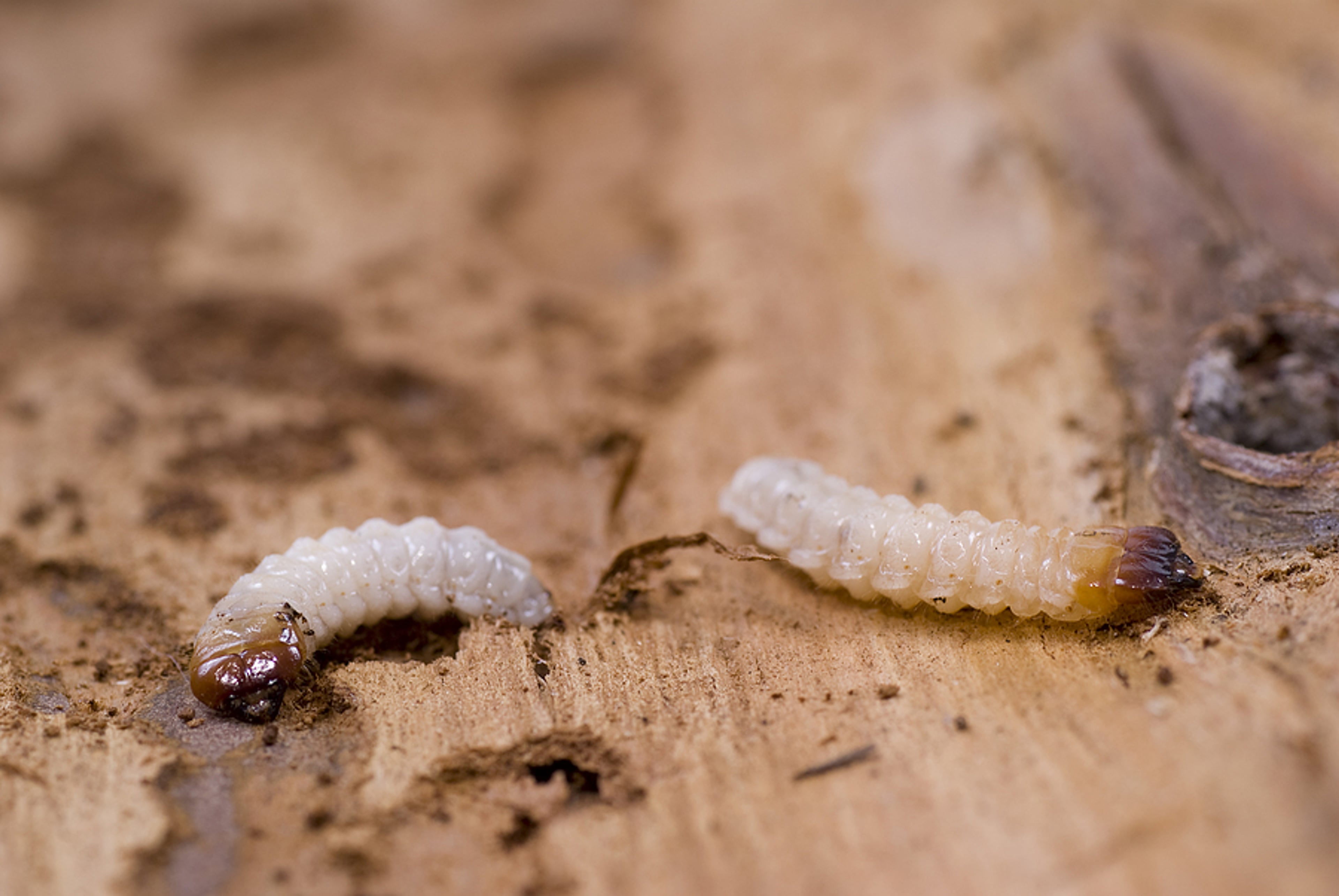 Houtwarm larven. Zit er nog wel houtworm in?