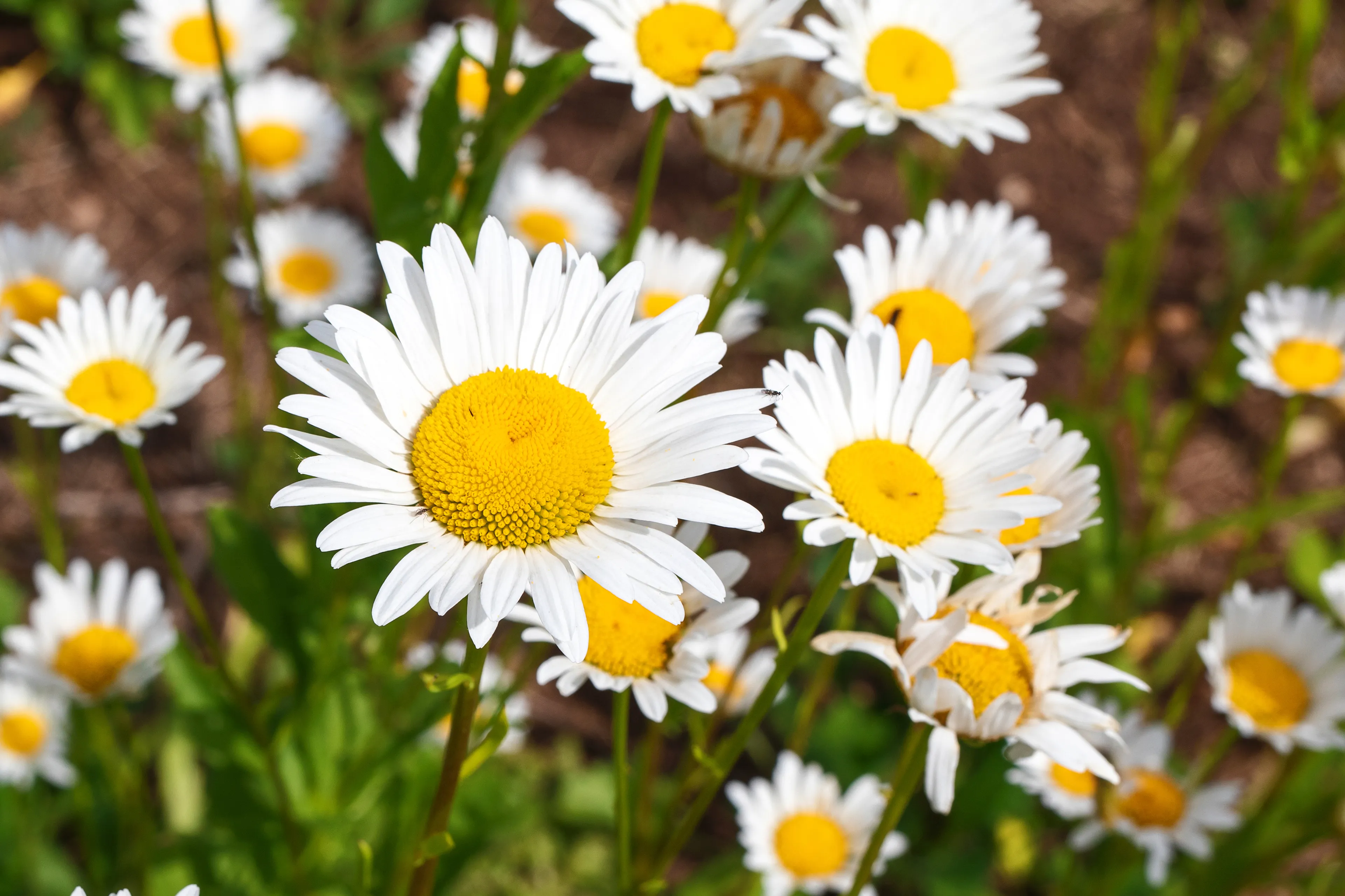gewone margriet