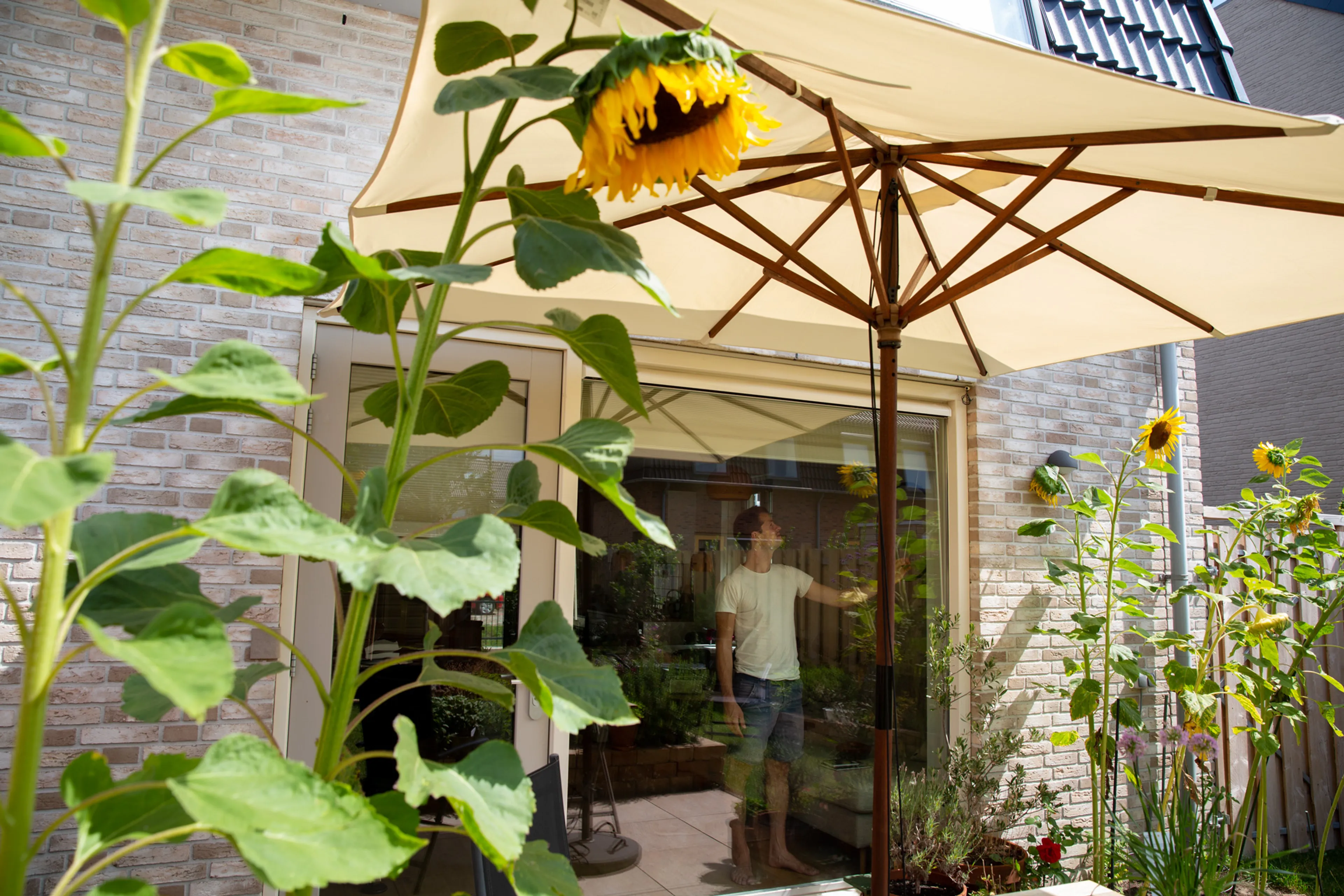 Zonnebloem, parasol, huis en man. Het broeikaseffect.