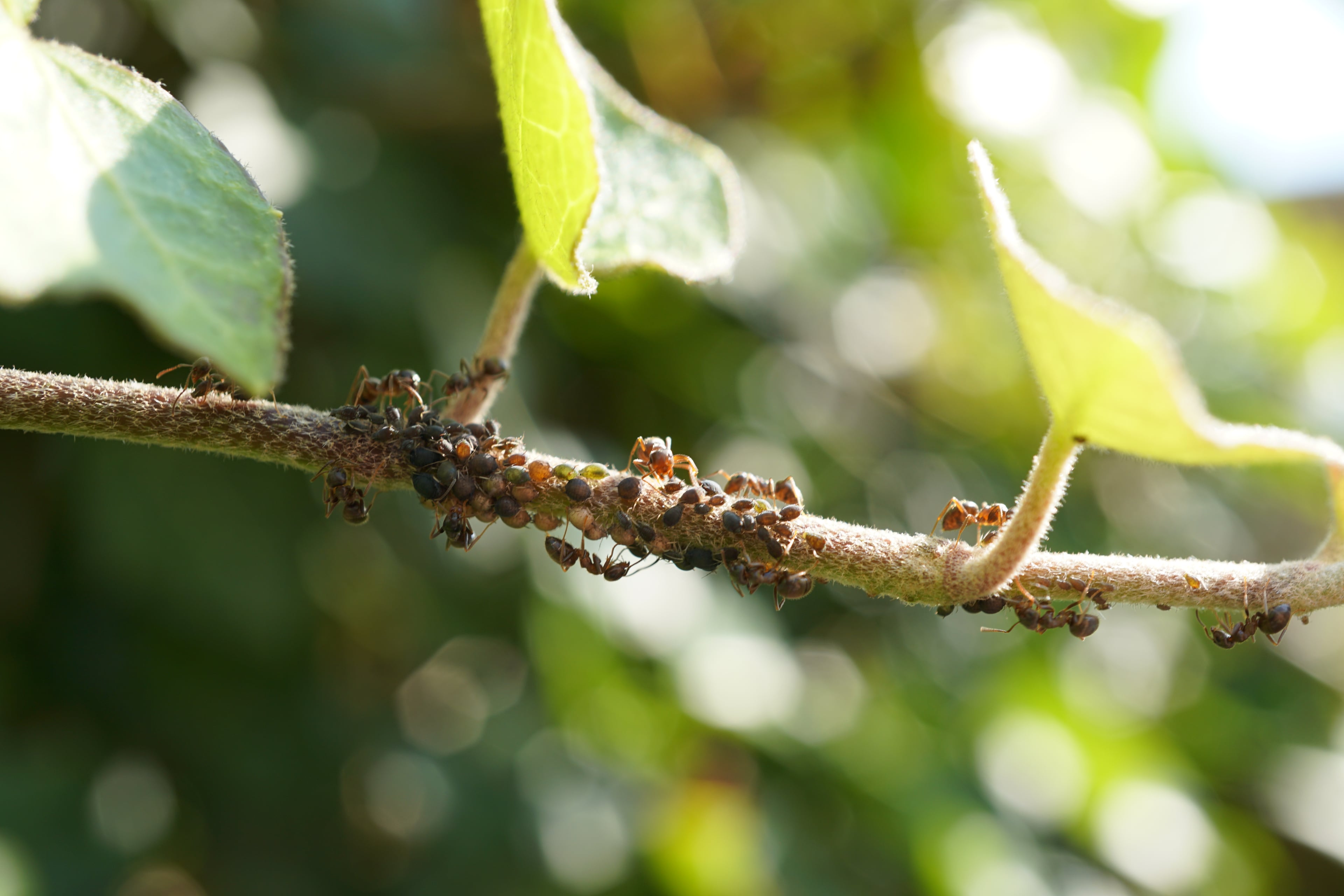 Vraatinsecten in de tuin