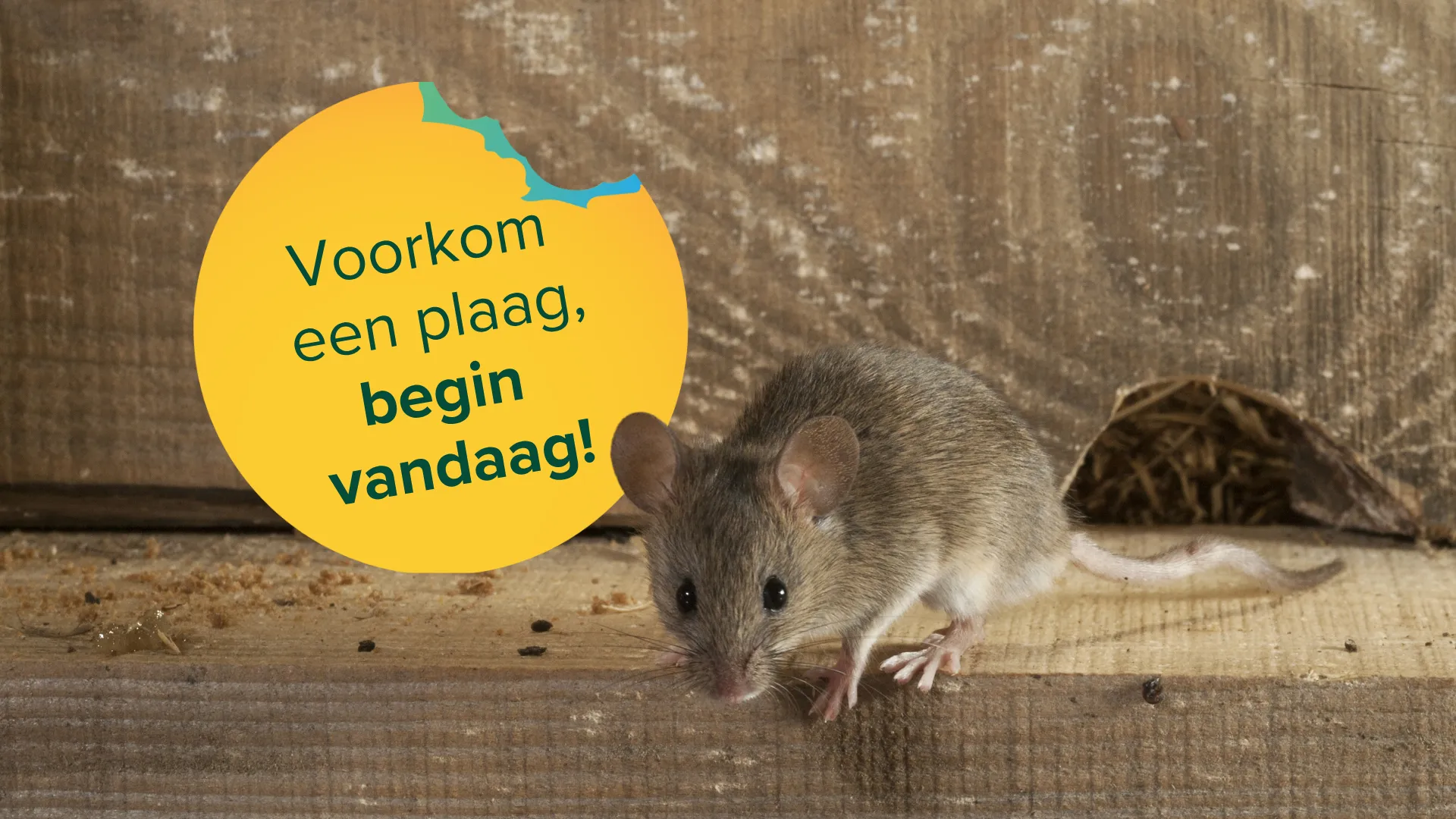 Voorkom een plaag, begin vandaag!