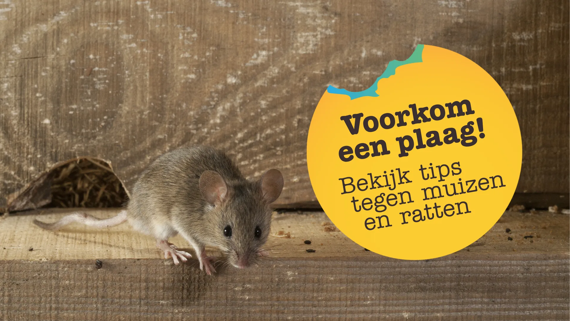 Het wordt kouder: tijd voor maatregelen tegen muizen