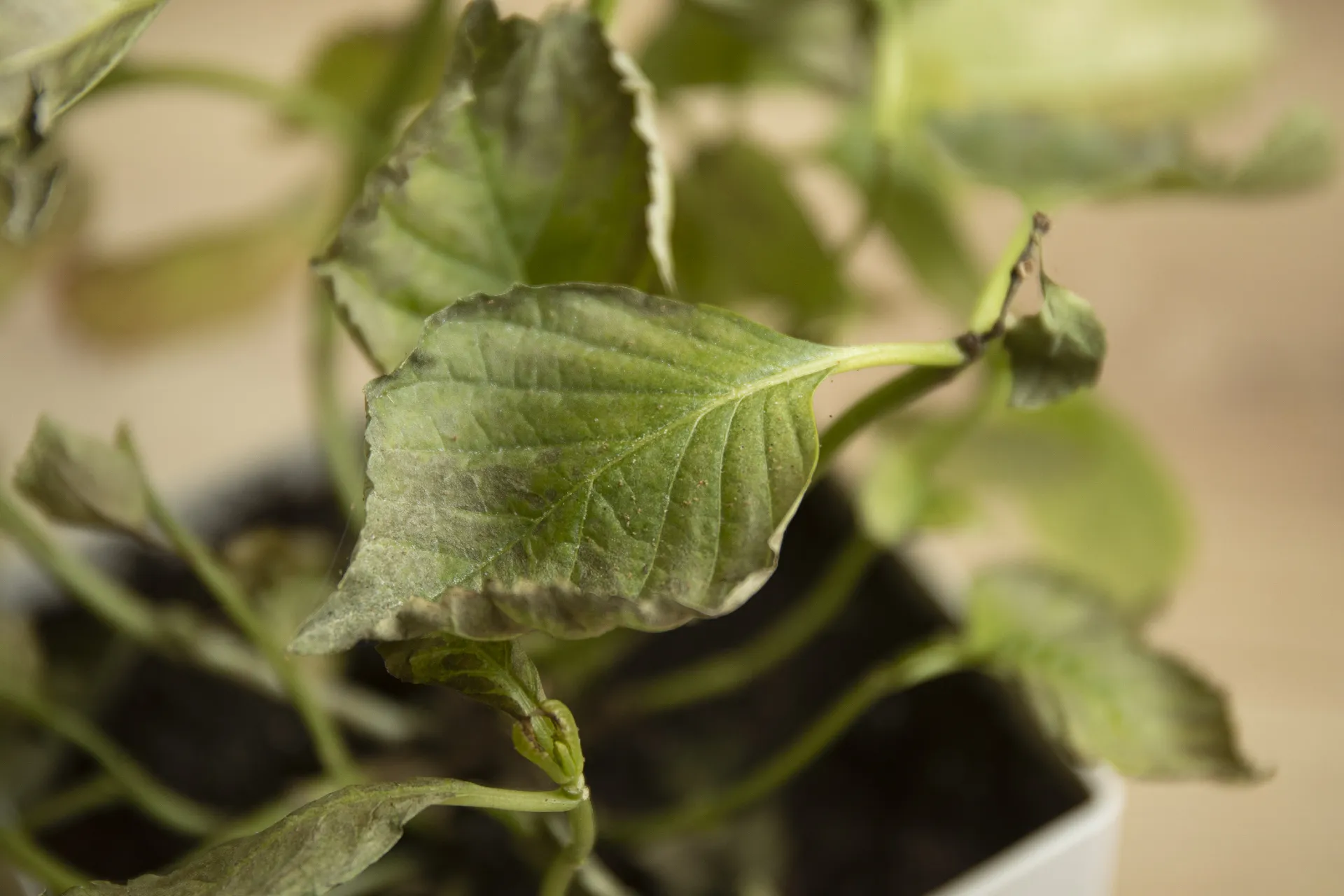 Plagen op kamerplanten